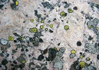 K20D4986 edited-1 : 3 Stars, RAW, Canada Rockies