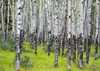 K20D5007 edited-1 : 3 Stars, RAW, Canada Rockies