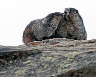 K20D5100 edited-1 : 4 Stars, RAW, Canada Rockies, Triptych, ACR-JPG