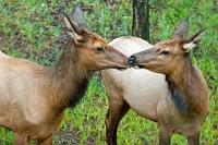 K20D5137 edited-1 : 3 Stars, RAW, Canada Rockies, Triptych, 4 Stars, ACR-JPG, Wildlife