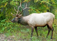 K20D5159 edited-1 : 3 Stars, RAW, Canada Rockies