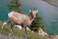 K20D5211 edited-1 : 3 Stars, RAW, Canada Rockies