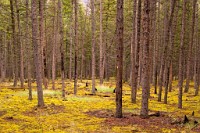 K20D5285 edited-1 : 3 Stars, RAW, Canada Rockies