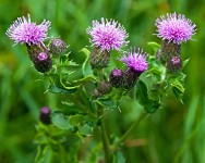 K20D5325 edited-1 : 4 Stars, RAW, Canada Rockies, ACR-JPG