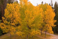 K20D5491 edited-1 : 3 Stars, RAW, Canada Rockies