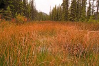 K20D5534 edited-1 : 3 Stars, RAW, Canada Rockies