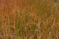 K20D5541 edited-1 : 3 Stars, RAW, Canada Rockies