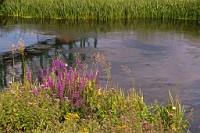 K20D0990 edited-1 : 3 Stars, RAW, Christchurch