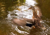 K20D0997 edited-1 : 3 Stars, RAW, Christchurch