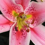 IMG 0699 edited-1 : Fowey, 4 Stars, 4Star Web, Fowey Web, PX - Animals & Plants - June 2007, PX - CloseUp June01 2007