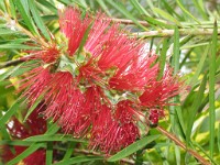 IMG 0766 edited-1 : Fowey, 3 Stars, Fowey Web, PX - Animals & Plants - June 2007, PX - CloseUp June01 2007