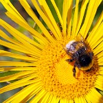 K20D3896 edited-3 : RAW, George Whites House