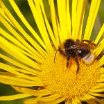 K20D3897 edited-1 : RAW, George Whites House