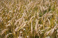 K20D3913 edited-1 : 3 Stars, RAW, George Whites House