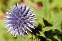 K20D3923 edited-1 : 4 Stars, RAW, George Whites House