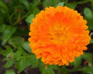 K20D1076 edited-1 : 4 Stars, RAW, Glastonbury