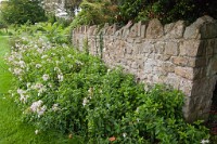 K20D1078 edited-1 : 3 Stars, RAW, Glastonbury