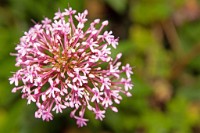 K20D1833 edited-1 : RAW