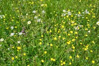 DSC7661 : 3 Stars, Norway, Heiberg Sogn Museum, RAW