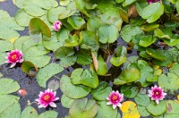 PK5 1770 : 3 Stars, High Quality, Hinton Ampner, In Focus, Long Shot, RAW, Two Faces