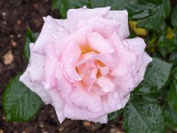 PK5 1774 : 3 Stars, High Quality, Hinton Ampner, In Focus, RAW, Too Dark