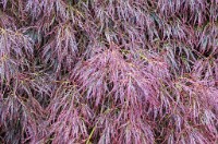 PK5 1777 : 3 Stars, High Quality, Hinton Ampner, In Focus, RAW