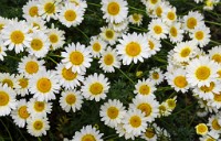 PK5 1789 : 3 Stars, High Quality, Hinton Ampner, In Focus, Long Shot, RAW, Small Group