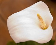 K20D0058 edited-1 : 3 Stars, RAW, Houghton Lodge