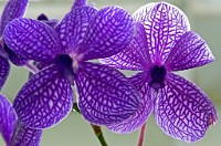 K20D0060 edited-1 : 4 Stars, RAW