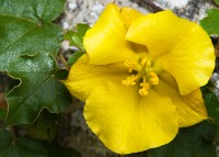 K20D0063 edited-1 : 4 Stars, RAW