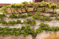 K20D0071 edited-1 : 3 Stars, RAW, Houghton Lodge