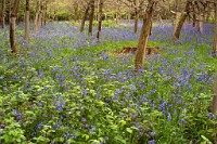 K20D0104 edited-1 : 3 Stars, RAW, Houghton Lodge