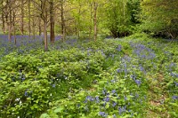 K20D0109 edited-1 : 3 Stars, RAW, Houghton Lodge