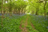 K20D0110 edited-1 : 3 Stars, RAW, Houghton Lodge