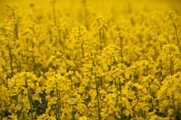 K20D0116 edited-1 : 3 Stars, RAW, Houghton Lodge