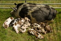 IGP1353 : 3 Stars, RAW