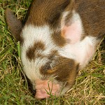 IGP1354 : 3 Stars, RAW