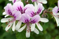 K20D3045 edited-1 : 3 Stars, RAW, Kew Gardens