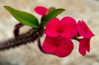 K20D3047 edited-1 : 4 Stars, RAW, Kew Gardens