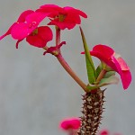 K20D3048 edited-1 : 4 Stars, RAW, Kew Gardens