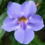 K20D3052 edited-1 : 4 Stars, RAW, Kew Gardens