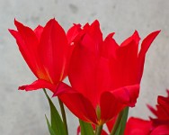 K20D3080 edited-1 : 3 Stars, RAW, Kew Gardens