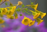 K20D3086 edited-1 : 3 Stars, RAW, Kew Gardens