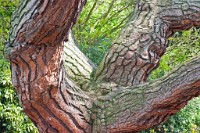 K20D3102 edited-1 : 3 Stars, RAW, Kew Gardens