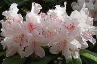 K20D3113 edited-1 : 4 Stars, RAW, Kew Gardens