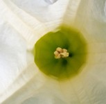 K20D3200 edited-1 : 3 Stars, RAW, Kew Gardens