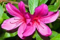 K20D3203 edited-1 : 4 Stars, RAW, Kew Gardens