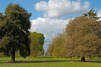 K20D3239 edited-1 : 3 Stars, RAW, Kew Gardens