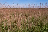 K20D3401 edited-1 : 3 Stars, RAW, Keyhaven