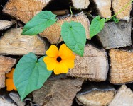 PK5 1865 : 4 Stars, High Quality, In Focus, Kitzbuhel, RAW